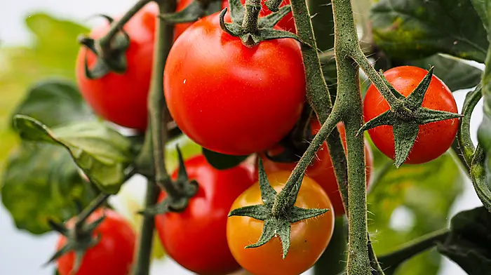 GARDENING: Everything grows fast in July Image