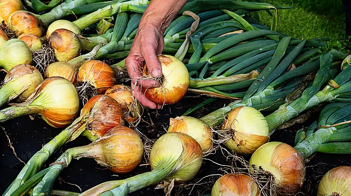 GARDENING: Enjoy the ‘peas’ and look to autumn Image