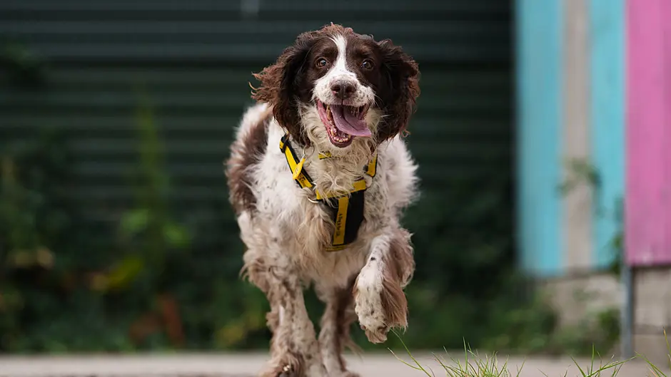 Irish families forced to give up dogs due to lack of pet-friendly rentals Image
