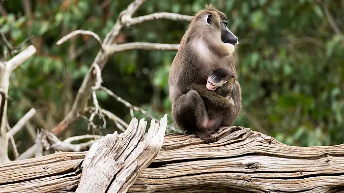 Fota Wildlife Park announces the birth of the first endangered baby drill  monkey born at the County Cork conservation centre Image