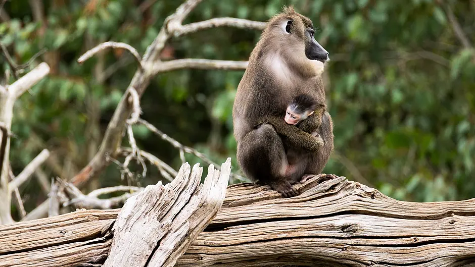 Fota Wildlife Park announces the birth of the first endangered baby drill  monkey born at the County Cork conservation centre Image
