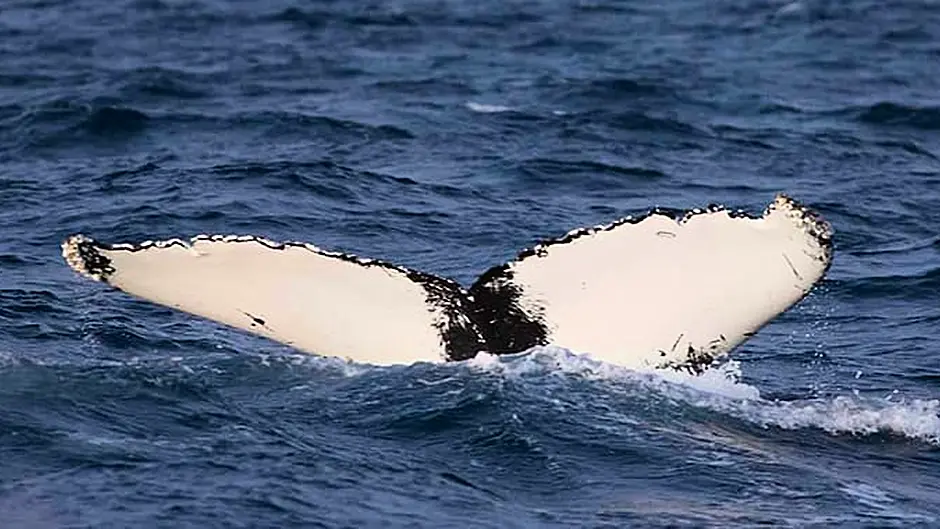Boomerang the whale lives up to his name as he returns again Image