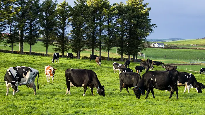 Commission funding for Asia-bound lamb and beef Image