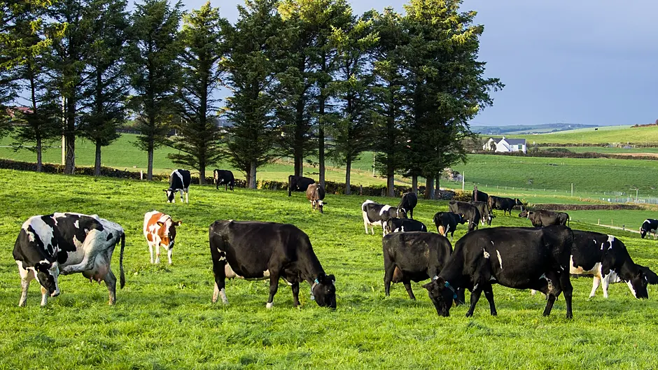Commission funding for Asia-bound lamb and beef Image