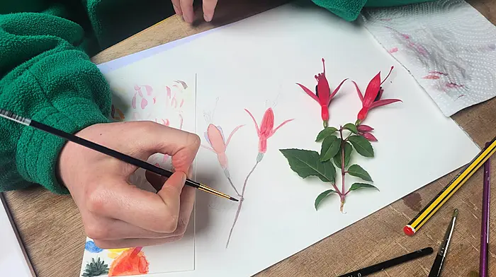 Beginners Botanical Art with Shevaun Doherty