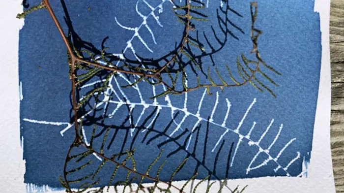 Framing Nature in Blue - Kathy Kirwan