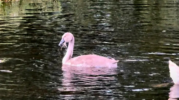 Wildlife volunteers rescue cygnet with fishing line in its beak Image
