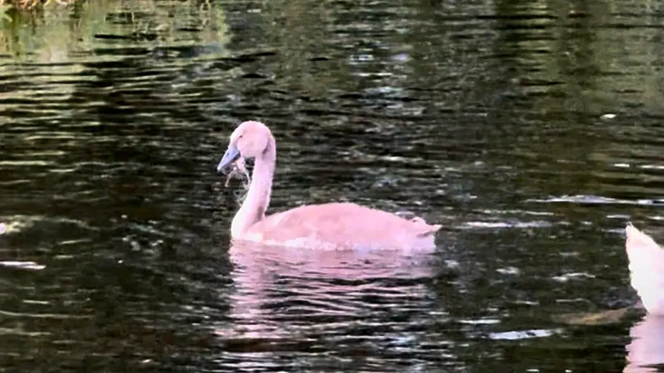 Wildlife volunteers rescue cygnet with fishing line in its beak Image