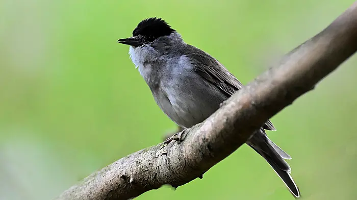 Singing the praises of West Cork’s warblers Image
