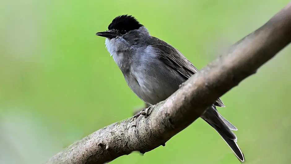 Singing the praises of West Cork’s warblers Image
