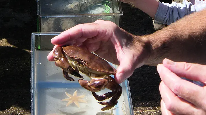 Get a feel for marine life at Lough Hyne Marine Reserve touch tanks Image