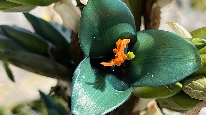 Rare plants in bloom thanks to unique microclimate Image