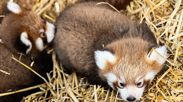 Fota Wildlife Park announces birth of two endangered red panda cubs Image