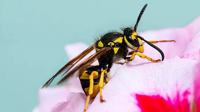 45% increase in callouts for wasps in Ireland this year Image