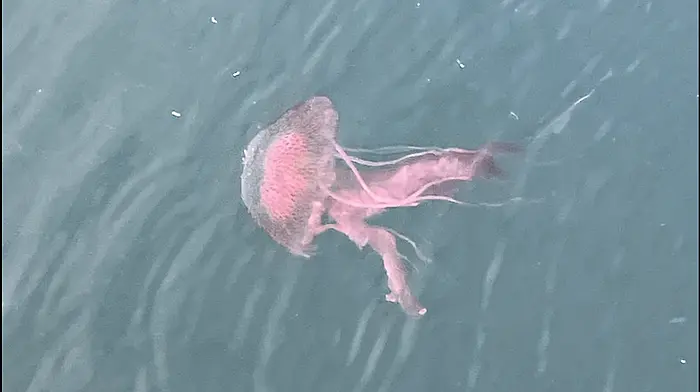 Jellyfish alert at Lough Hyne Image