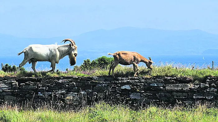 Reader's Picture of the Week Image