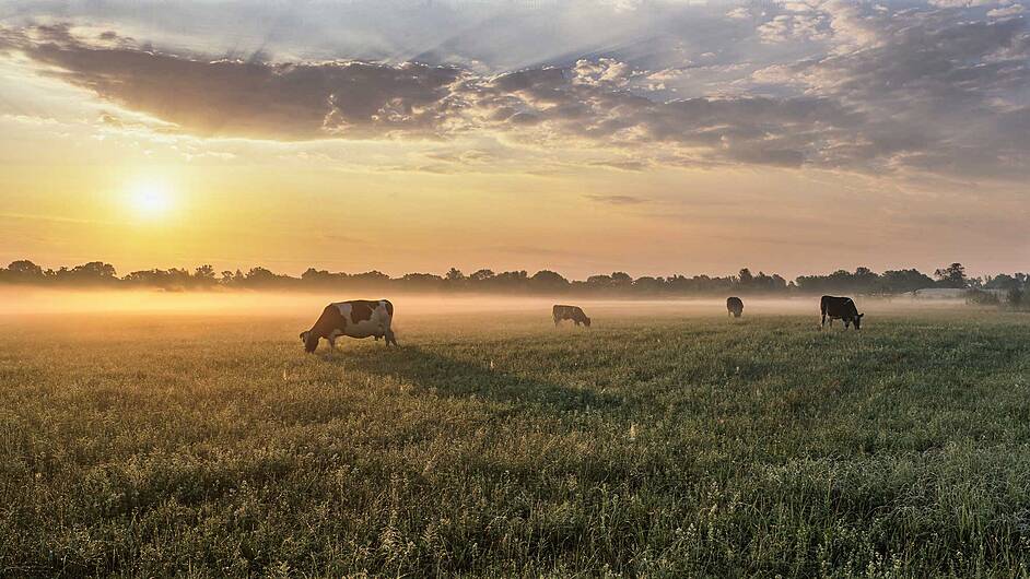 Renewed hope for Irish farming must be followed with focus in 2025 Image