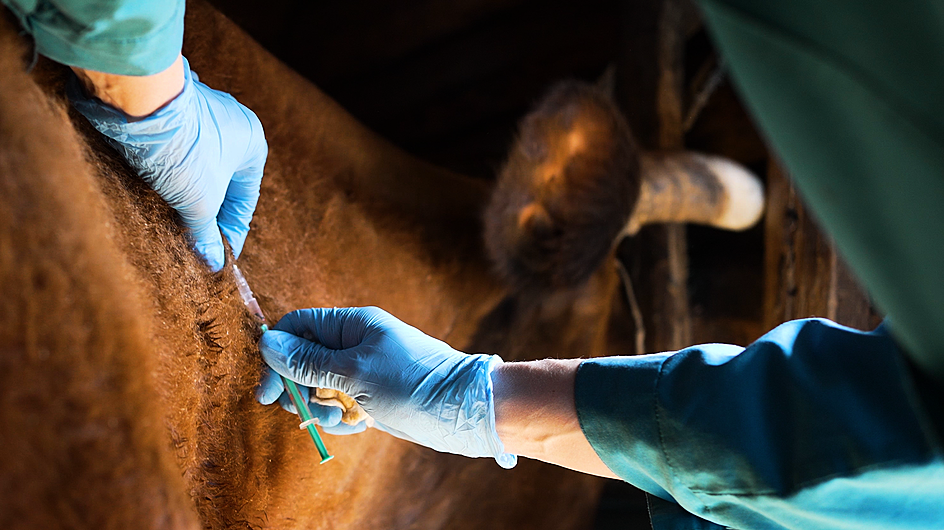 Farmers are on red alert for foot and mouth risks Image