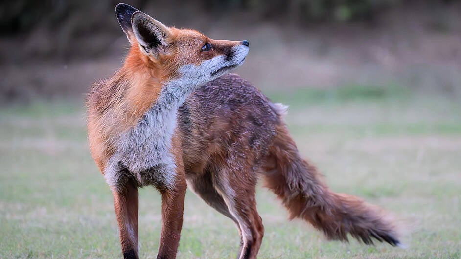 GARDENING: Sniffing out nature in West Cork Image