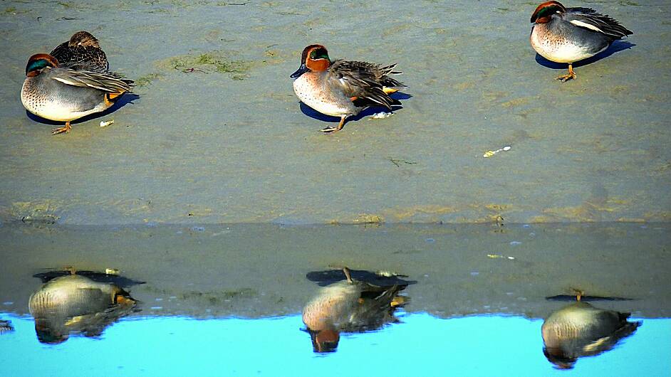 Why West Cork is the tops for bird watching Image