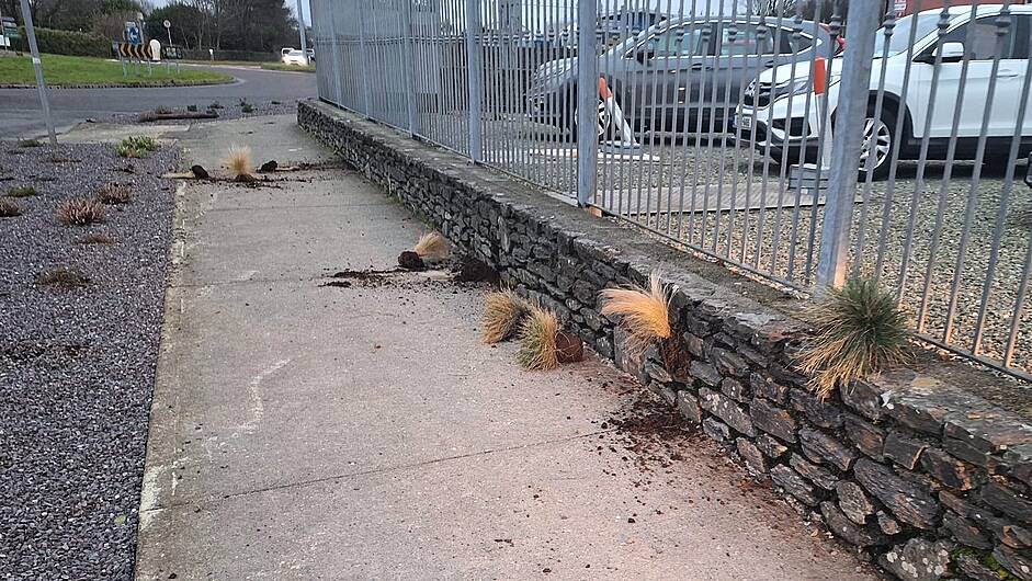 Anger as planting is vandalised in Skibbereen Image