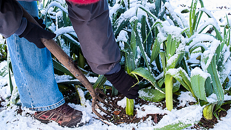 GARDENING: Early bulbs a sign of spring approach Image