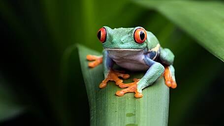 Join the Hop To It Frog survey this World Wetlands Day Image