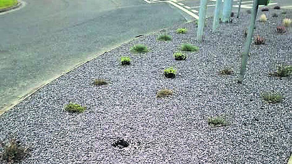 Plants in Skibbereen vandalised for a second time Image