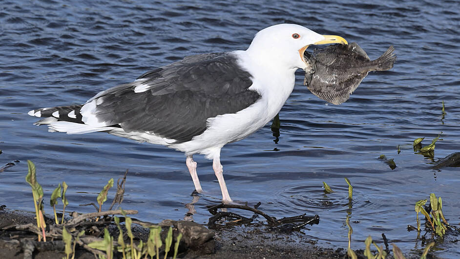 WILDLIFE: Freshwater fish vital to West Cork wildlife Image