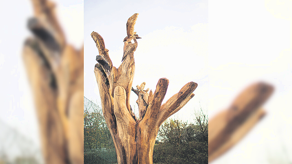 Dromclough National School's beautiful tribute to an ancient beech tree Image