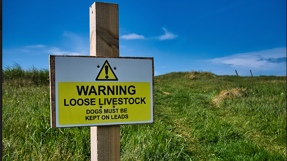 IFA call for increased dog controls to protect livestock Image