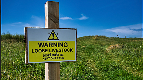 IFA call for increased dog controls to protect livestock Image