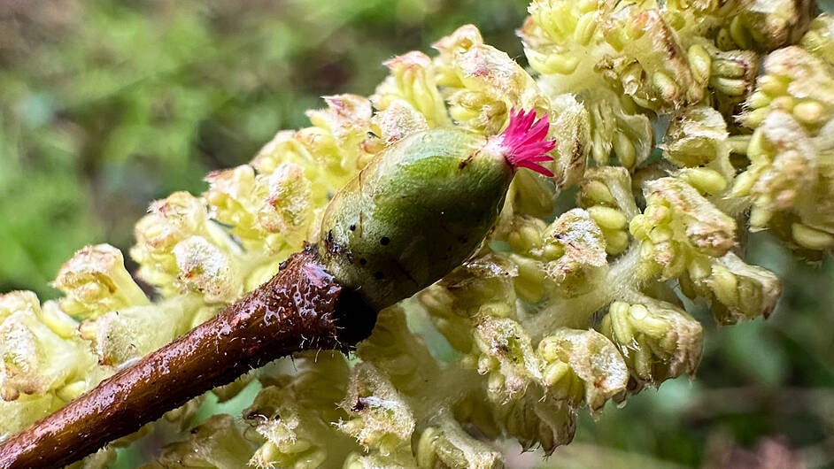 WILDLIFE: New life emerges from the gloom Image