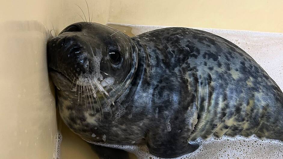 Seal pup found on Long Strand is enjoying Wexford bubbles Image