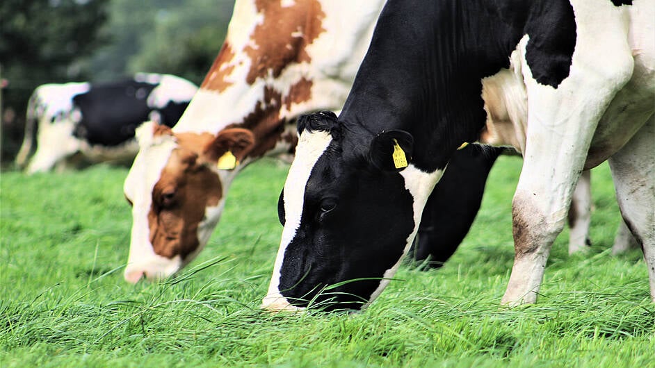 Clonakilty Ag College hosting open day Image