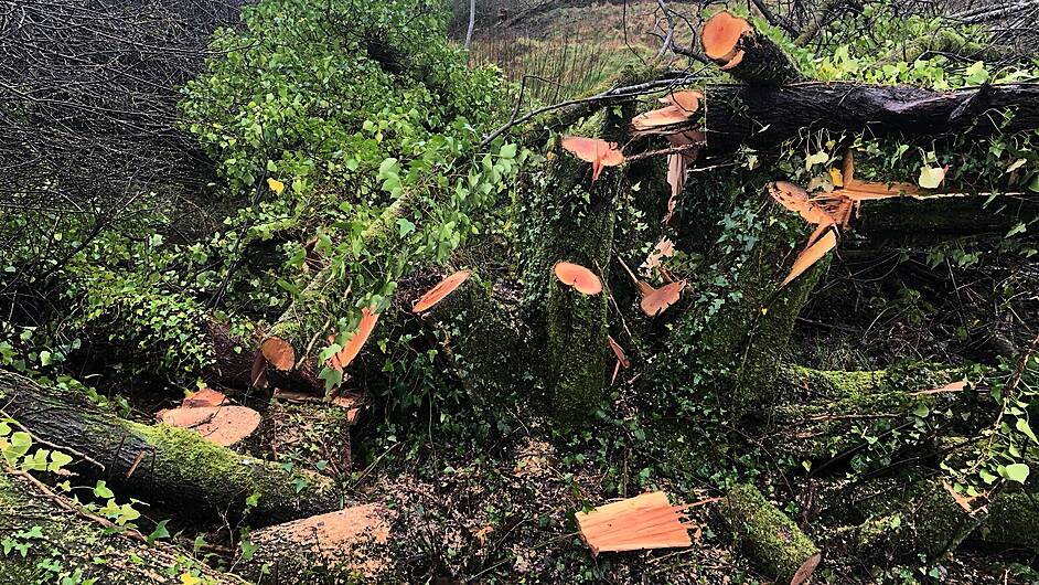 Garda probe after claims that trees were illegally cut down Image