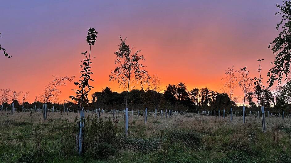 Allshire farm is shortlisted in national forestry awards   Image