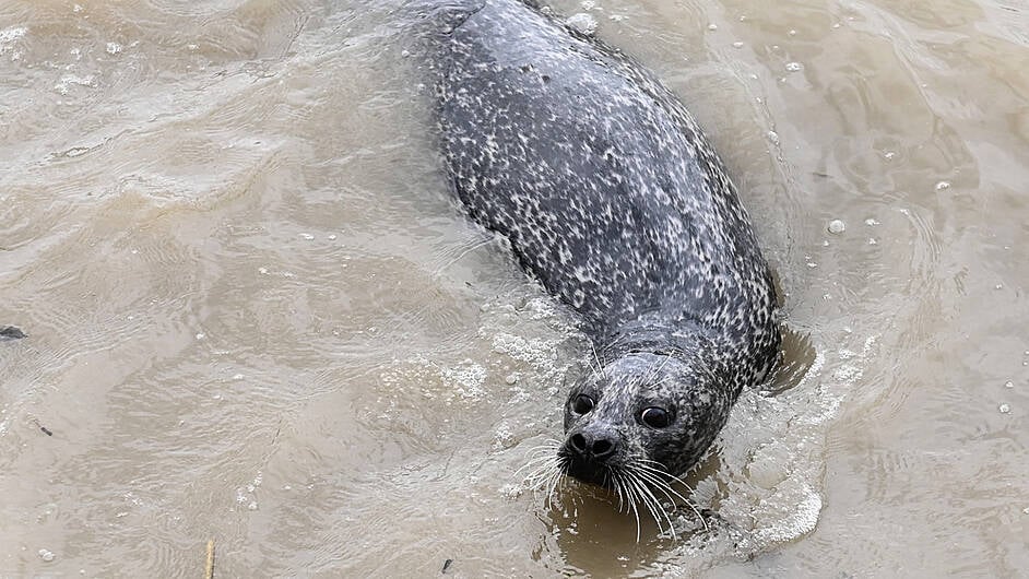 Stricken seal was ‘taking a rest’ in Courtmacsherry Image