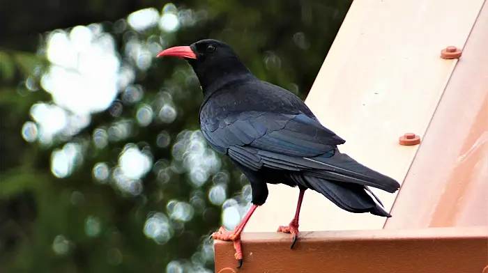 Choughs return for series two of ‘Nestflix’ Image