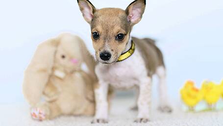 Chocolate Concerns for Canines Image