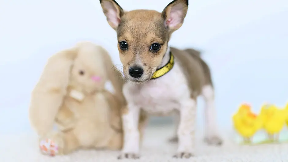 Chocolate Concerns for Canines Image