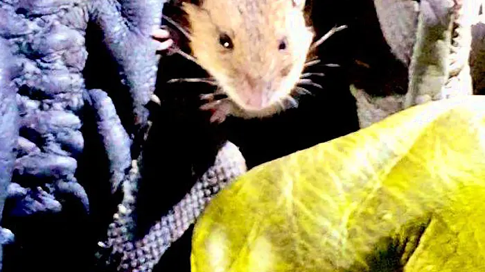 A vole lotta lovin’ from Bantry's firefighters Image