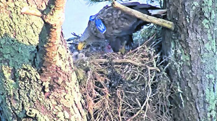 White-tailed eagles are landing huge audience numbers on live webcam Image