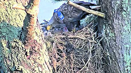 White-tailed eagles are landing huge audience numbers on live webcam Image