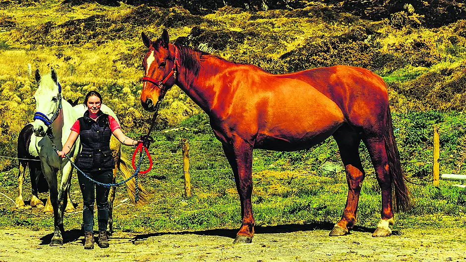 Gorse fires threatened the safety of Beara horses Image