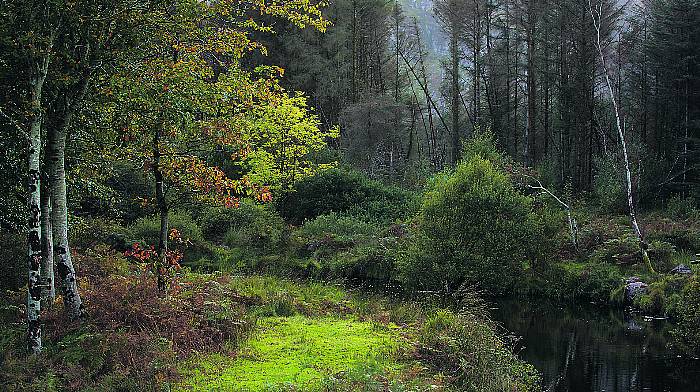 Forestry can complement BPS payments Image