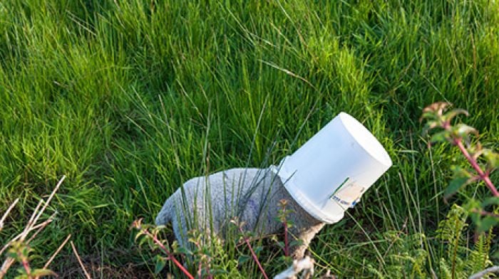 A baaa-d day rescued for little lamb who got head stuck in feeding bucket Image