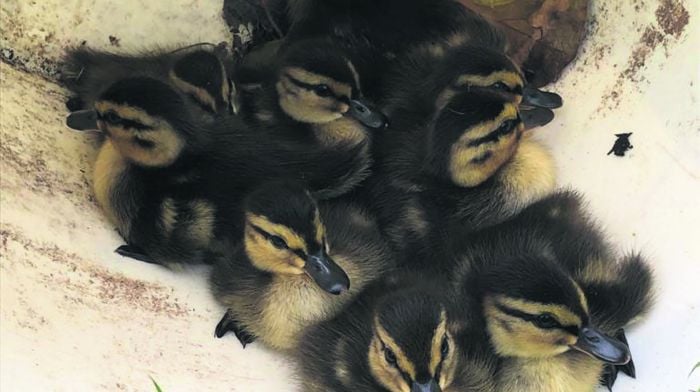 Ducklings are rescued after falling through cattle grid Image