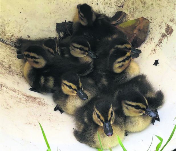 Ducklings are rescued after falling through cattle grid Image