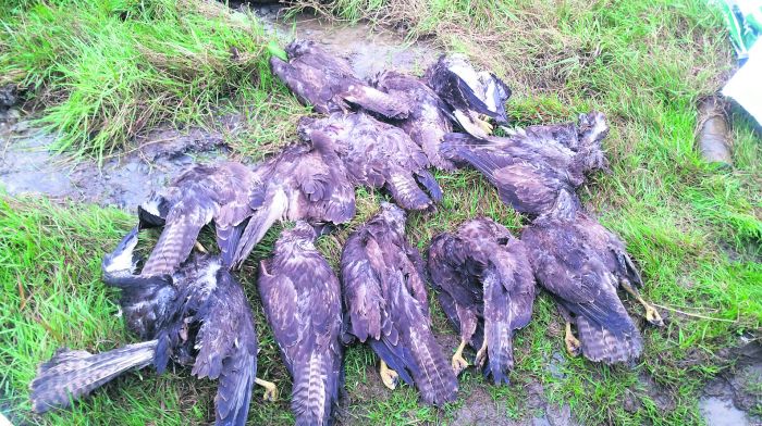 Buzzards are friends of the farmer, not an enemy – IFA Image